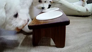 조그마한 식탁을 본 강아지들 / Puppies looking at a small table