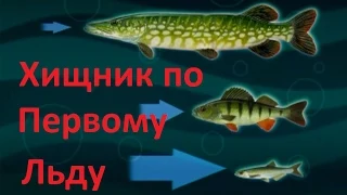 Диалоги о рыбалке - 108 - Окунь по перволедью.