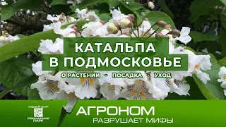 Катальпа бигнониевидная в Подмосковье