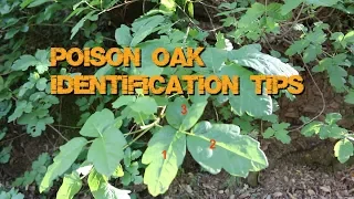 Poison Oak - Basic Identification