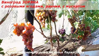 Виноград ЗОРЯНА в сравнении с СЕНАТОРОМ  и ПАЛЬМИРОЙ (Пузенко Наталья Лариасовна)