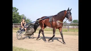 2019 Hambletonian Contenders --   Greenshoe