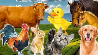 Учим домашних животных: Кошка, Лошадь, Корова, Курица, Утка - Звуки сельскохозяйственных животных