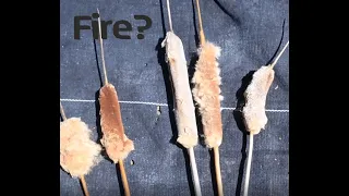 Cattail fire starter