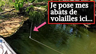 SILURES EN ATTAQUE DE L'ARBRE QUEL QUE SOIT LA SAISON - PECHE AUX ABATS DE VOLAILLE