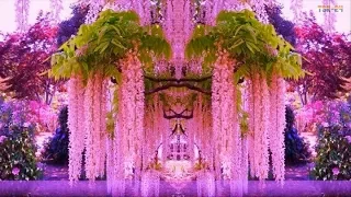 WOW! Magnificent Colors of Wisteria - Beautiful Flowers