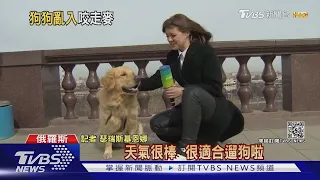 黃金獵犬亂入戶外播報 咬走女記者的麥克風｜TVBS新聞