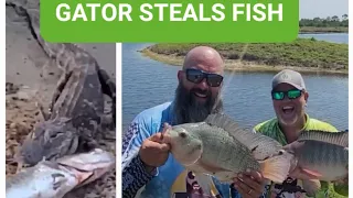 Bass Fishing Florida Hot Spot!! Alligator Steals Fish! !#fishing #bass #foryou