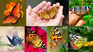 The beauty of butterfly,How many colours of butterflies there are can not be believed without seeing