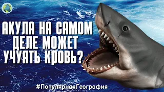 АКУЛА НА САМОМ ДЕЛЕ МОЖЕТ УЧУЯТЬ КРОВЬ ЗА НЕСКОЛЬКО КИЛОМЕТРОВ? Интересные факты#ПопулярнаяГеография