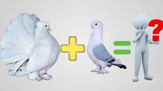 Pigeon cross breeding results | Fantail Breeding with sentient | Hybrid pigeon