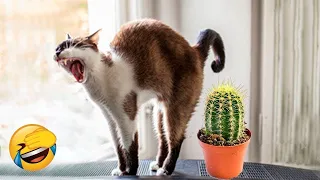 The reaction of cats and dogs when startled is funny🐱‍👤 - Synthesis of Funniest Video🤣