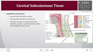 CHSU MSBS Anatomy of the Neck, Larynx, and Pharynx