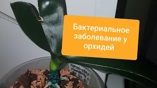 Бактериальное заболевание у орхидей 😢. Бактериалка орхидей. Причины, лечение 🤧.