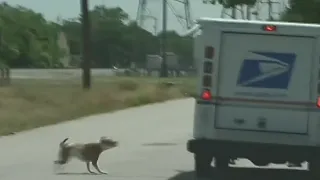 Albuquerque featured on list of cities with mail carrier dog bite incidents