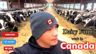 DAIRY FARM WORKER IN CANADA #BUHAYCANADA #OFWCANADA #CANADALIFE