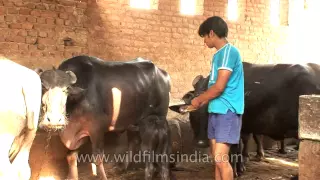 Baby calf forcibly taken away while suckling mommy's milk
