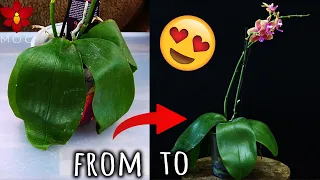 What happens when you don't water your Moth Orchid for a month? - Orchid Care for Beginners