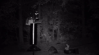 Raccoon Finally Defeated at Bird Feeder