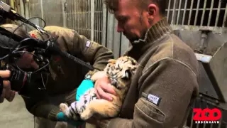 Tigerunger undersøges og chippes | Copenhagen Zoo