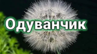 Тима Белорусских 🎵Одуванчик🎵(Bass Remix)