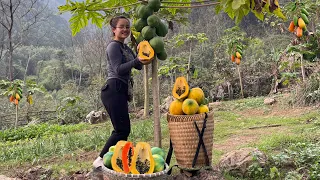 How to farm, harvest lots of papaya to sell at the market