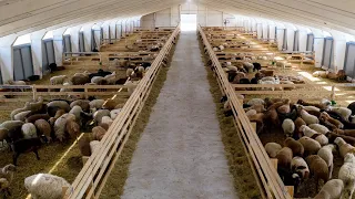 Новое помещение для наших овец !🐑