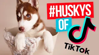 HUSKY TIKTOK COMPILATION - FUNNIEST & CUTEST SINGING SIBERIAN HUSKIES ON TIKTOK