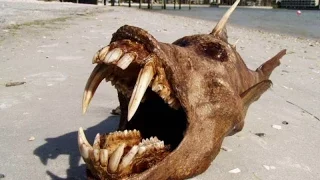 ТОП Чудовищ из бездны выброшенных на берег.Monster washed up on the beach