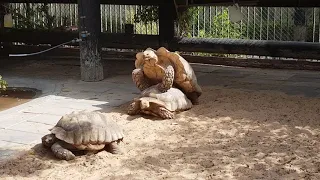 Mating of African spurred tortoises