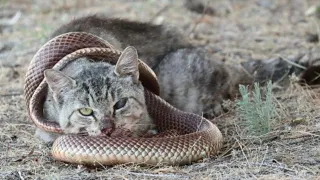 Sand CAT Vs DESERT SNAKE | Snake attack