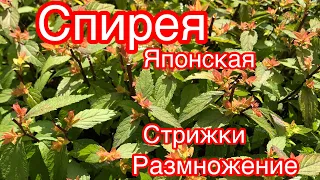 СПИРЕЯ ЯПОНСКАЯ..РАЗМНОЖЕНИЕ.. СТРИЖКИ