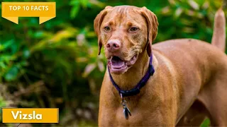 10 Facts about Vizslas that You Didn’t Know
