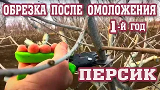 Правильная обрезка персика ПОСЛЕ ОМОЛОЖЕНИЯ! / Correct Peach Pruning AFTER REJUVENATION