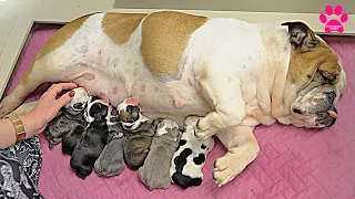 Собаке не нравятся ЕЁ новорожденные ЩЕНКИ! Какая мама Ламбада и Хуба? Увидели своих щенков впервые!