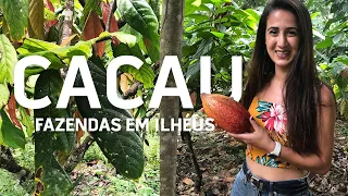 VISITA A UMA FAZENDA DE CACAU | Tour completo por uma fazenda em Ilhéus, da fruta ao chocolate!