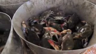 Ecosystems on the Edge: Blue Crabs in Peril