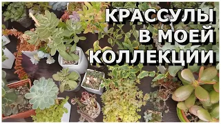 Крассулы в моей коллекции