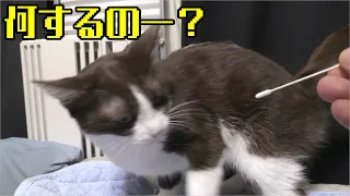 最初は二匹のじゃれ合い、そしてみーちゃん猫の発情期抑え、綿棒を使い華麗におさめる