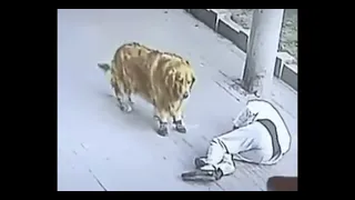 Gato cae en la cabeza de un hombre, le noquea al hombre y un perro con zapatos pelea con el gato