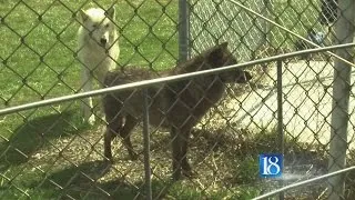 Wolf Park hosts annual Easter party