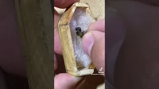 Entierro 🪦 de una abeja 🐝