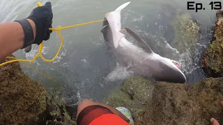 Big Shark Caught off Clearwater Beach, Florida: Almost spooled Me!