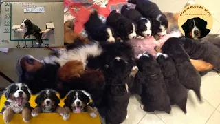 Best of my 9 BERNESE MOUNTAIN DOG PUPPIES! Masha's puppies WEEK 3 UPDATE