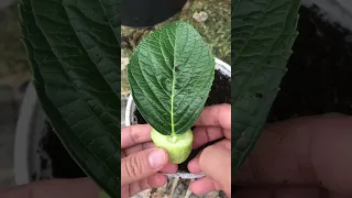 Use cucumber to stimulate hydrangea roots