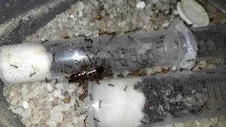Охота муравьёв Pheidole noda на таракана.