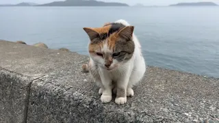 ２０２４／０４／２７このこは一様近づいて来るけどいつも食べない、魚がすごく好きみたい、贅沢だ！