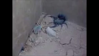 Black Scorpion vs Camel Spider