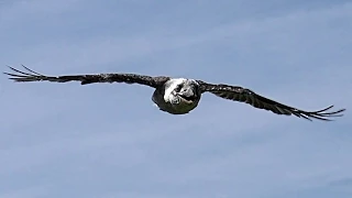 Kookaburra Slow Motion Flying Display - Birds