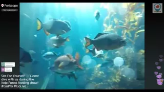 Feeding fish show Кормление рыб в большом аквариуме